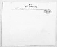Aleuria aurantia image